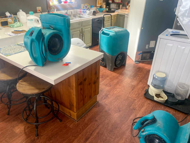 Best Water damage cleanup near me  in Bridgeport, MI